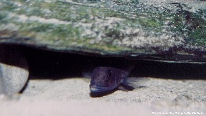 Neolamprologus christyi