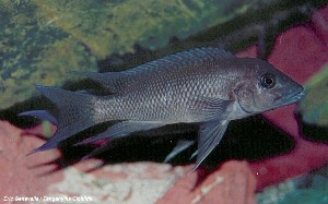 Neolamprologus christyi