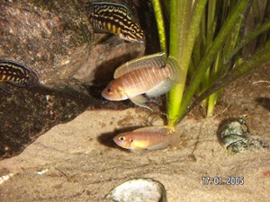 Lamprologus brevis sunspot "Mtoto"