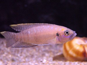 Lamprologus brevis han