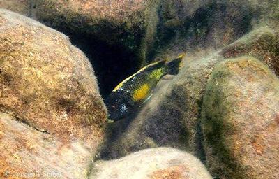 Tropheus moori "Golden" Kalambo