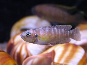 Lamprologus brevis hun