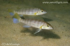 Neolamprologus cunningtoni par - Tobys Place