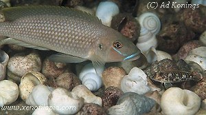 Lamprologus callipterus Kipili - bemærk den enorme forskel mellem hannen og hunnen