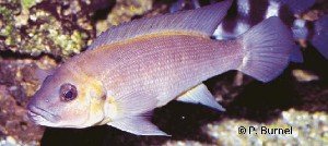 Neolamprologus cunningtoni