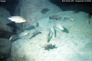 Lamprologus callipterus