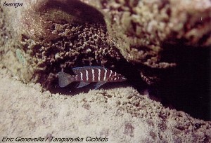 Neolamprologus cylindricus Isanga