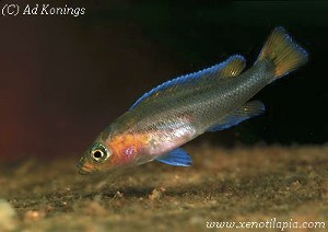 Neolamprologus falcicula - ungfisk