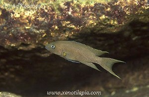 Neolamprologus falcicula