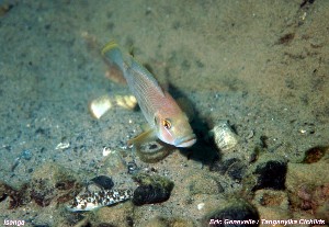 Lamprologus callipterus