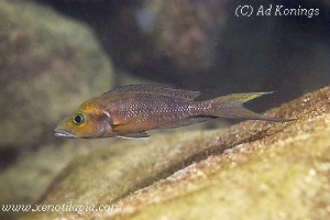 Neolamprologus furcifer - Gombe