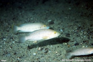 Lamprologus callipterus