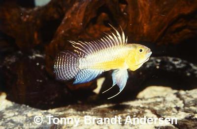 Apistogramma juruensis, han.