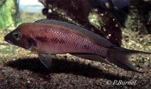 Neolamprologus furcifer
