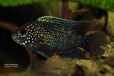 Rocio octofasciata