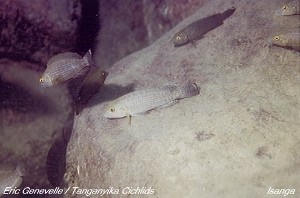 Lamprologus callipterus