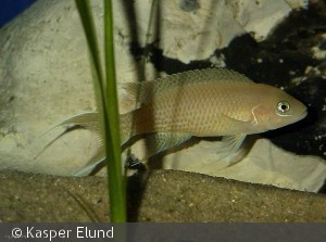 Neolamprologus gracilis "Kapampa"