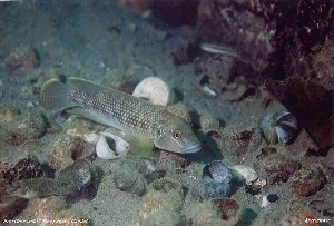 Lamprologus callipterus