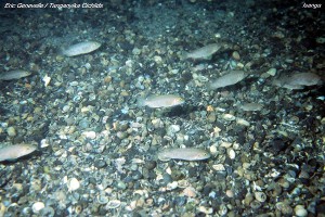 Lamprologus callipterus