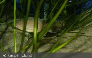 Neolamprologus gracilis "Kapampa"