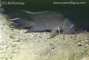 Lamprologus calliurus - han