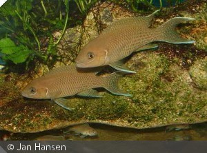 Neolamprologus Gracilis