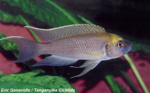 Lamprologus calliurus Mpimbwe
