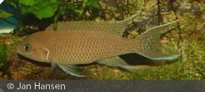 Neolamprologus Gracilis