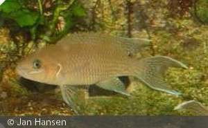 Neolamprologus Gracilis