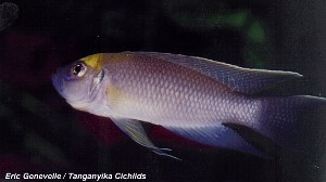 Lamprologus calliurus Mpimbwe