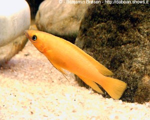N. leleupi
