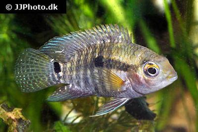 Cichlasoma portalegrense
