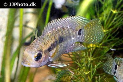 Cichlasoma portalegrense