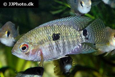 Cichlasoma portalegrense