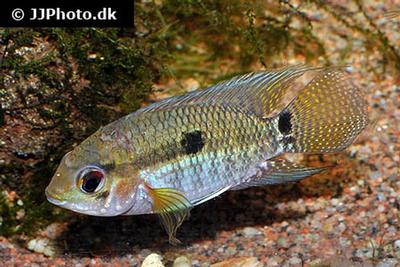 Cichlasoma portalegrense