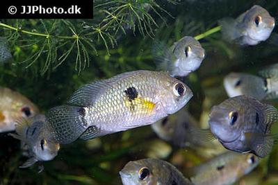Cichlasoma portalegrense