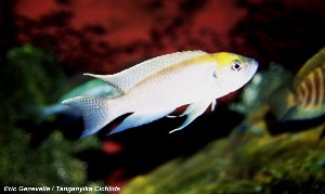 Lamprologus calliurus