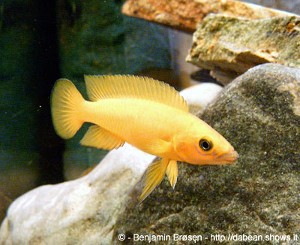 N. leleupi