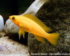 N. leleupi