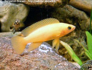 N. leleupi