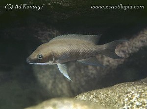 Neolamprologus longicaudatus Milima