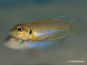 Lamprologus ocellatus "Gold"