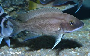 Neolamprologus longicaudatus