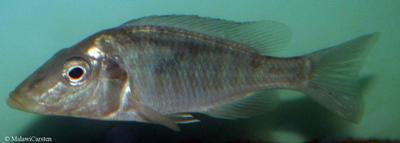Taeniolethrinops praeorbitalis