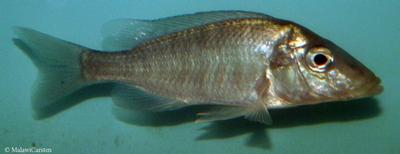 Taeniolethrinops praeorbitalis