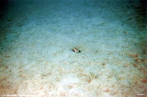 Lamprologus ocellatus