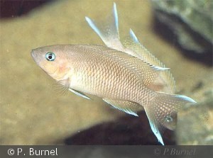 Neolamprologus marunguensis