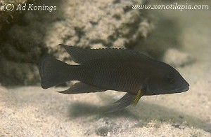 Neolamprologus modestus Kasakalawe