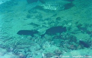Neolamprologus modestus Mbity