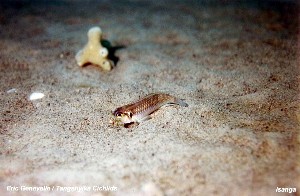 Lamprologus ocellatus